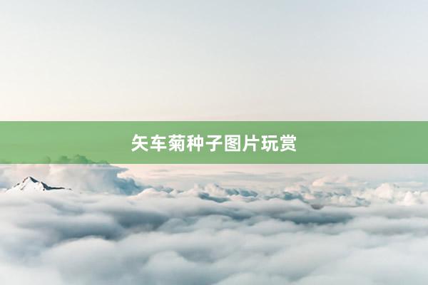 矢车菊种子图片玩赏