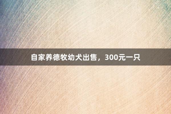 自家养德牧幼犬出售，300元一只