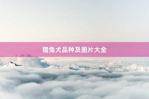 猎兔犬品种及图片大全